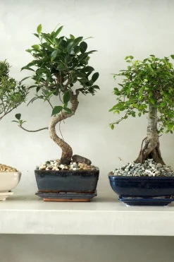 Bonsai^PLANT Bonsai Ficus, medium I