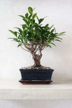 Danskavlede Planter|Bonsai^PLANT Bonsai Ficus, medium II