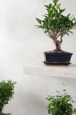 Danskavlede Planter|Bonsai^PLANT Bonsai Ficus, medium II