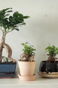 Bonsai^PLANT Bonsai Ficus, medium II
