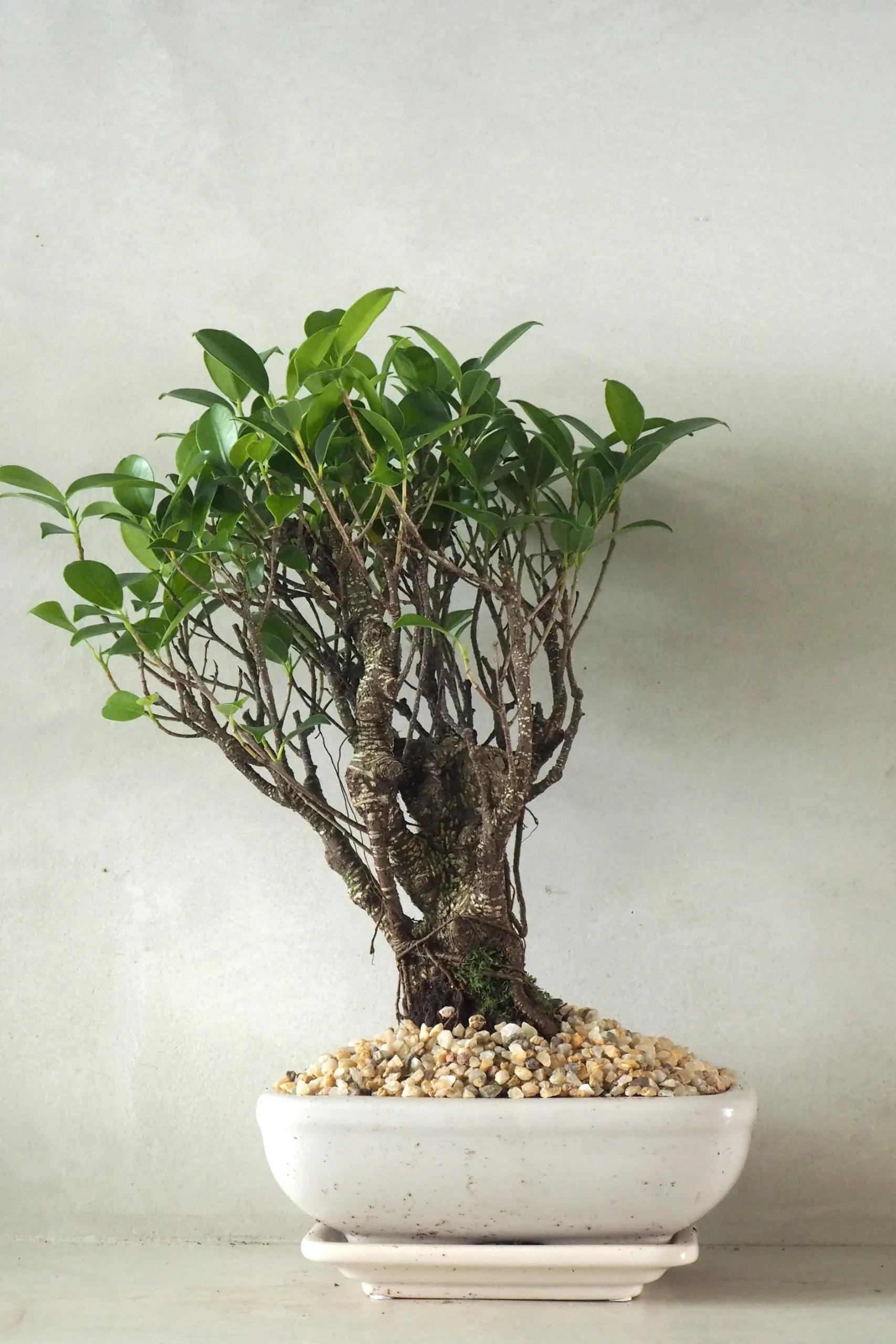 Bonsai^PLANT Bonsai Ficus, medium II