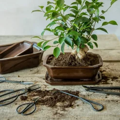 Jord Og Omplantning|Bonsai^PLANT Bonsai jord