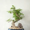 Danskavlede Planter|Bonsai^PLANT Bonsai ligustrum