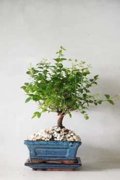 Bonsai^PLANT Bonsai Sageretia, medium