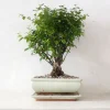 Danskavlede Planter|Bonsai^PLANT Bonsai Sageretia, medium