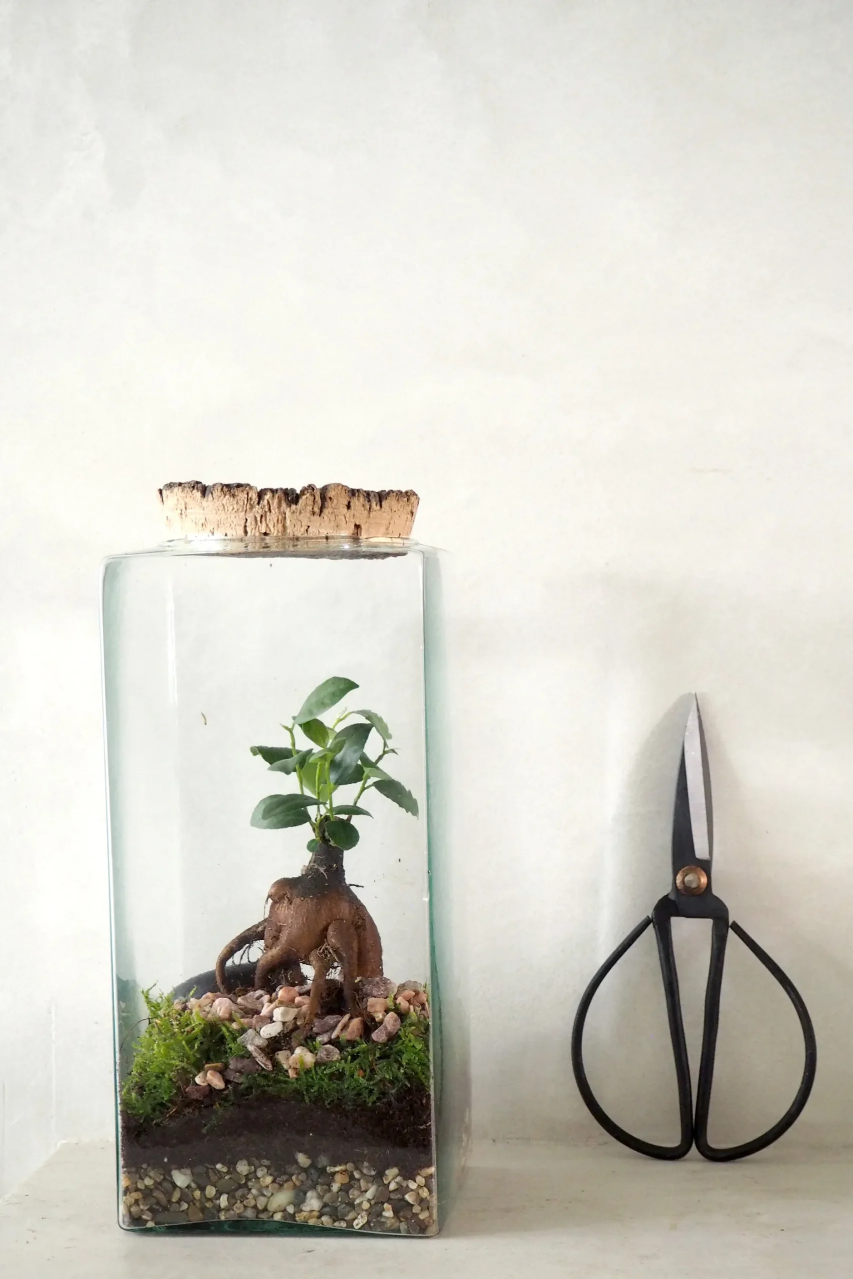 Værktøj Og Redskaber|Bonsai^PLANT Bonsai saks, stor