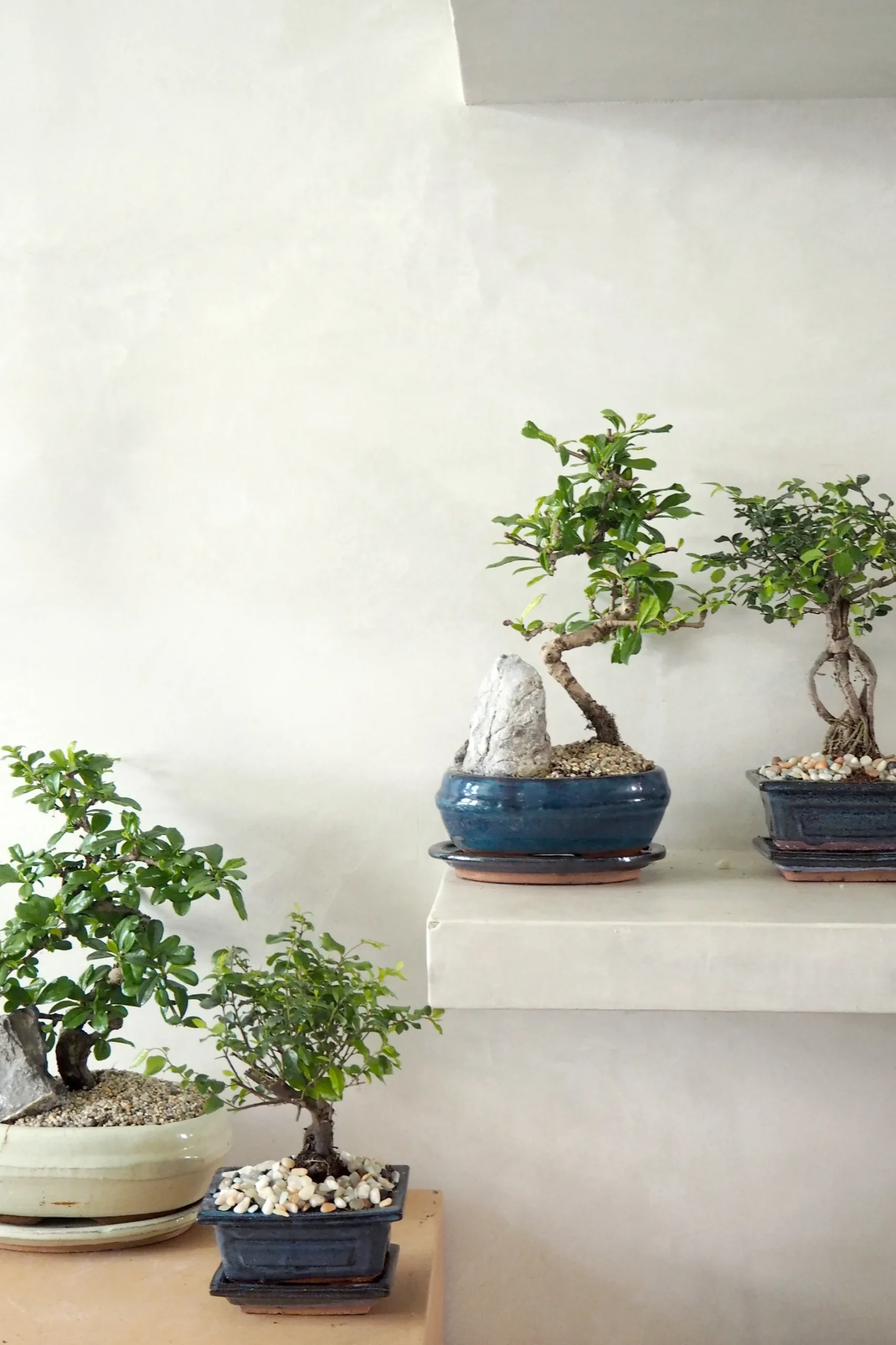 Bonsai^PLANT Bonsai Zelkova, lille