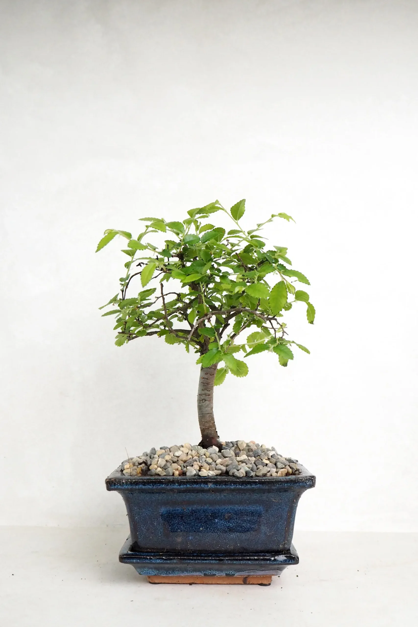 Bonsai^PLANT Bonsai Zelkova, lille