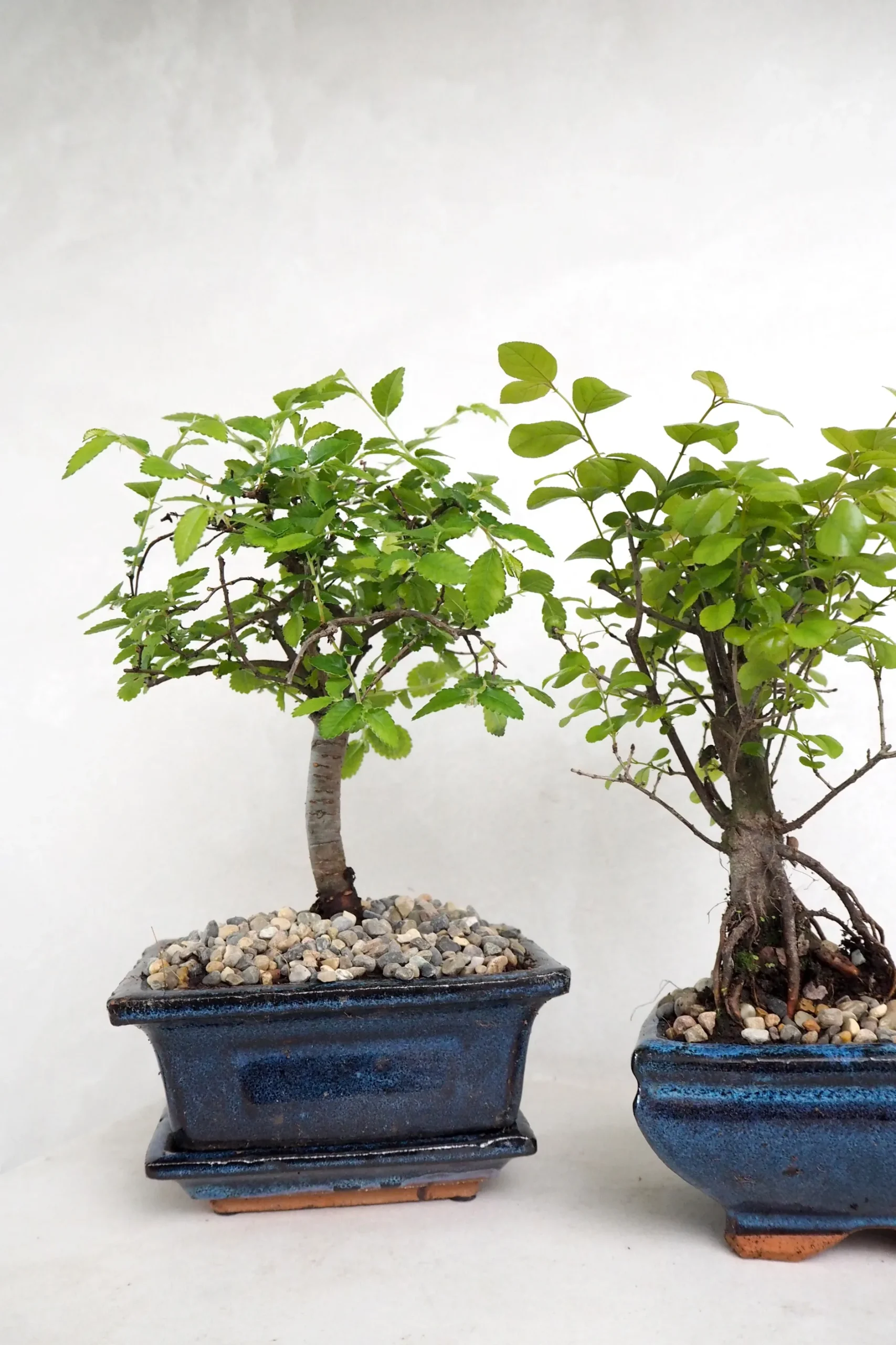 Bonsai^PLANT Bonsai Zelkova, lille