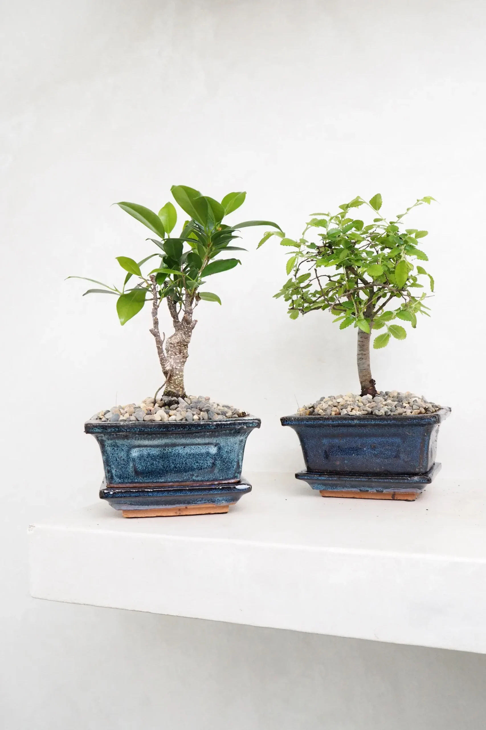 Bonsai^PLANT Bonsai Zelkova, lille