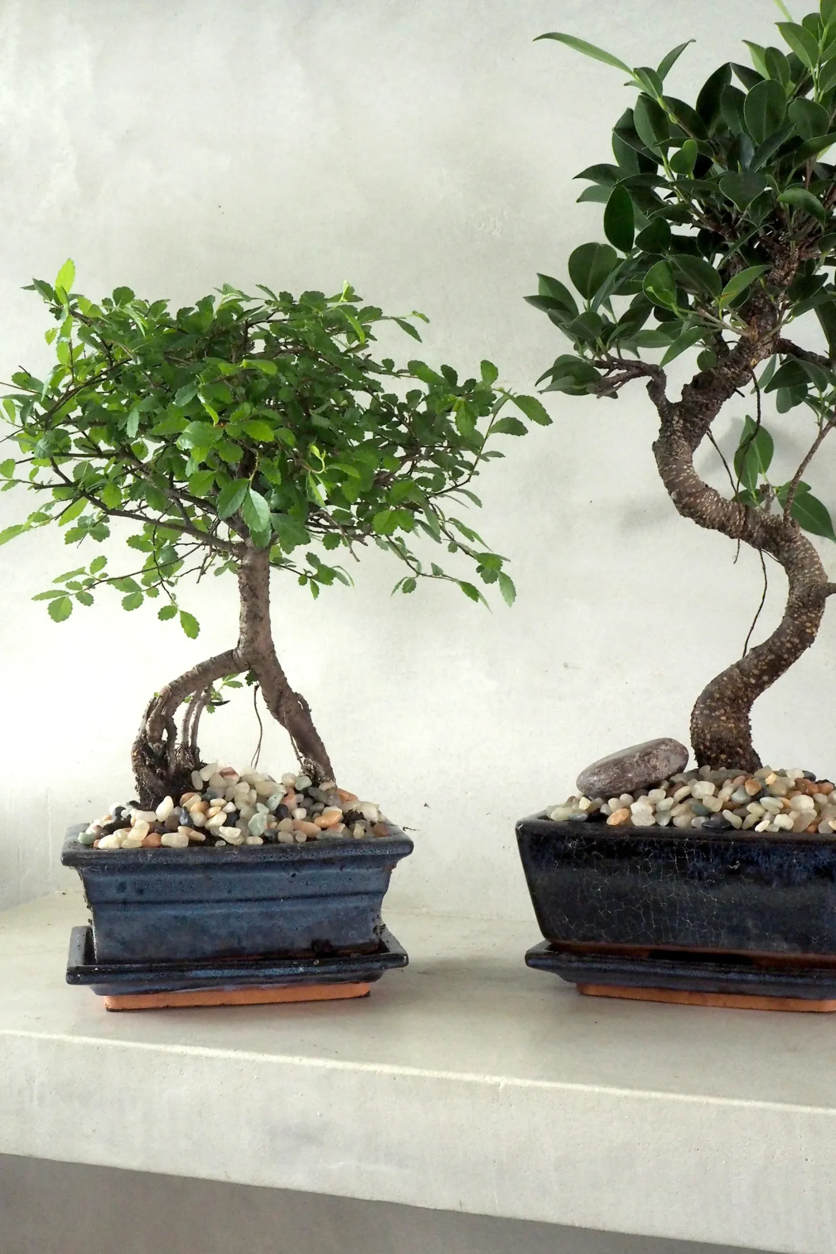 Bonsai^PLANT Bonsai Zelkova, medium