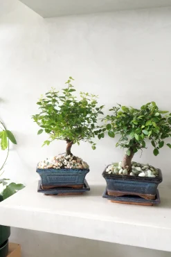 Bonsai^PLANT Bonsai Zelkova, medium
