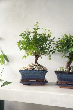 Bonsai^PLANT Bonsai Zelkova, medium