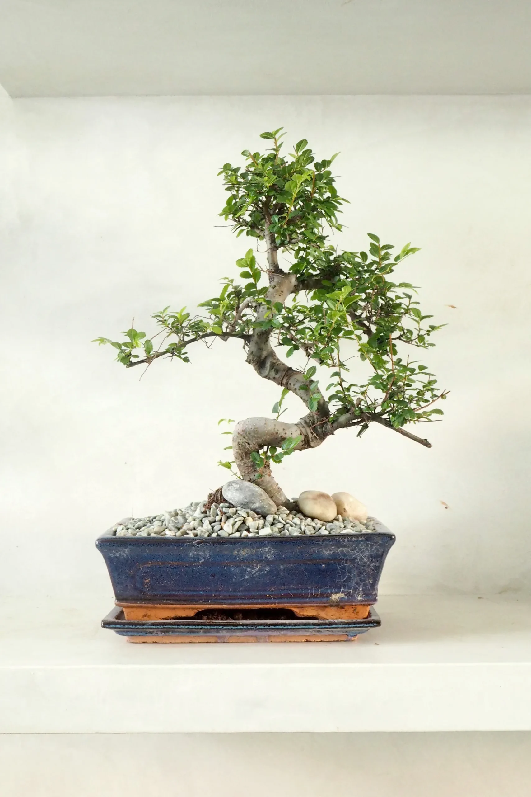 Danskavlede Planter|Bonsai^PLANT Bonsai Zelkova, stor