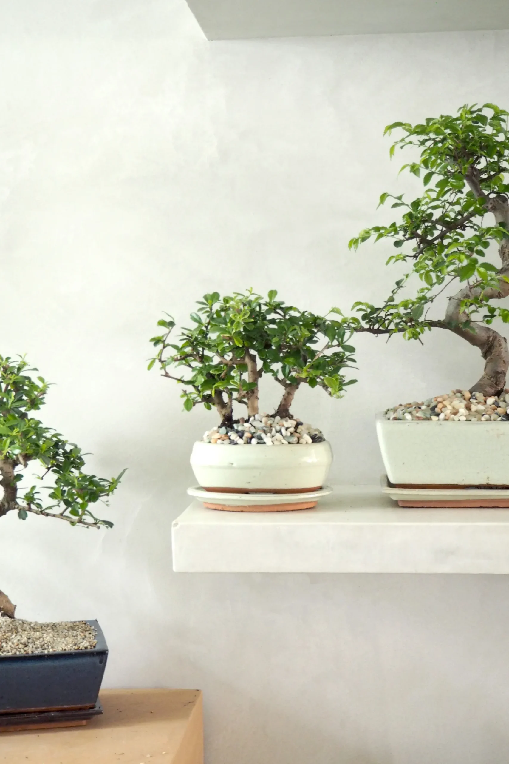 Danskavlede Planter|Bonsai^PLANT Bonsai Zelkova, stor