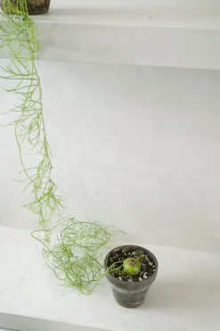 Ørkenplanter Og Knoldplanter^PLANT Bowiea volubilis