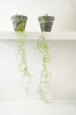 Ørkenplanter Og Knoldplanter^PLANT Bowiea volubilis