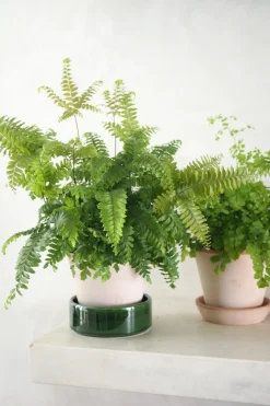 Tropiske Planter^PLANT Bronze Venushår bregne