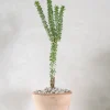 Ørkenplanter Og Knoldplanter^PLANT Ceraria Namaquensis