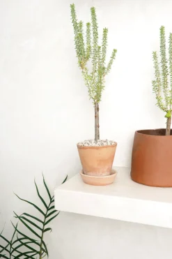 Ørkenplanter Og Knoldplanter^PLANT Ceraria Namaquensis