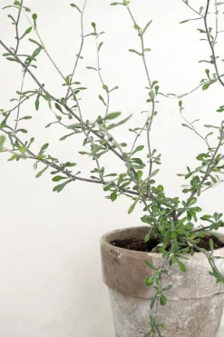 Danskavlede Planter^PLANT Corokia virgata - Maori Green