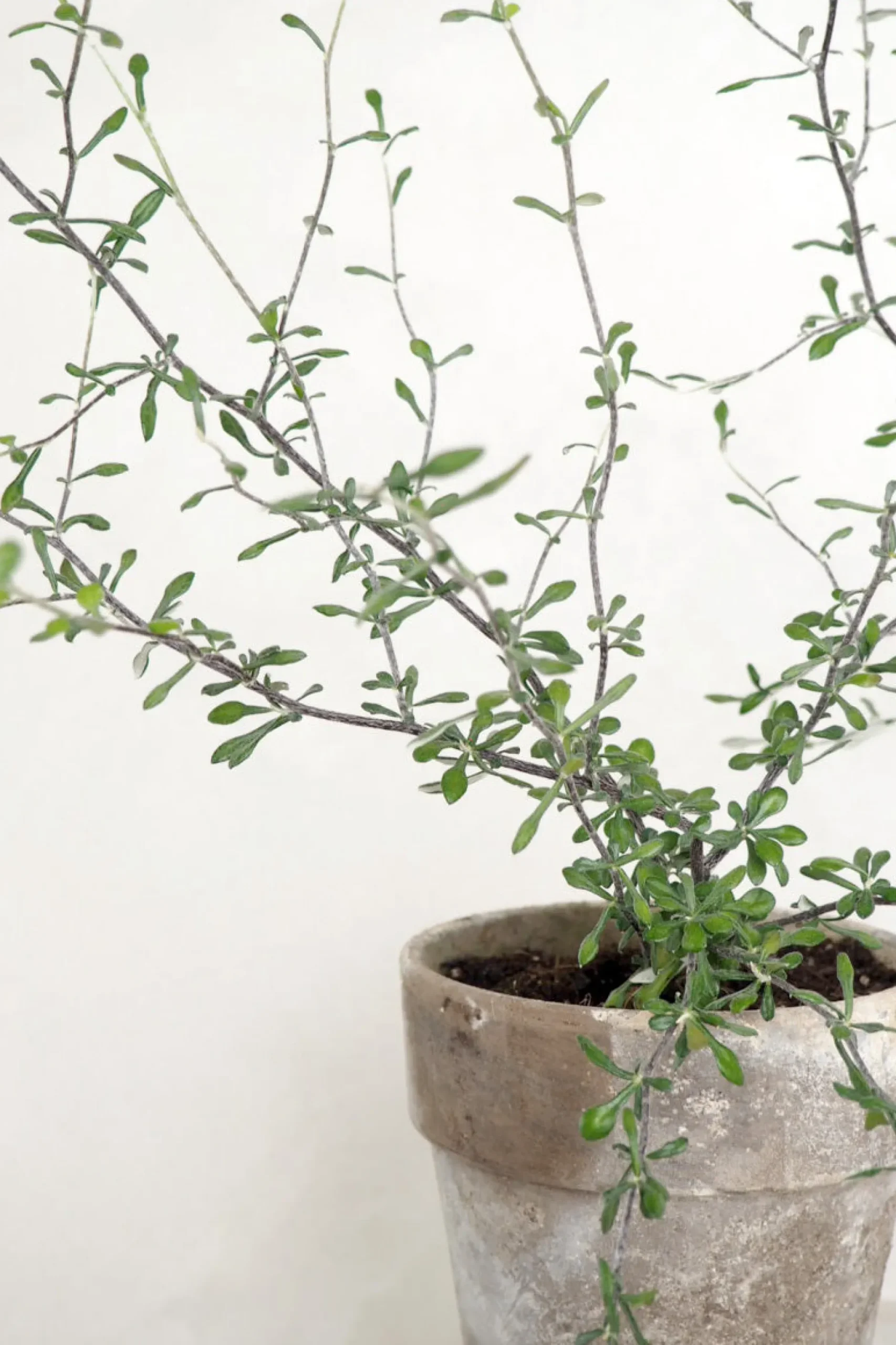 Danskavlede Planter^PLANT Corokia virgata - Maori Green