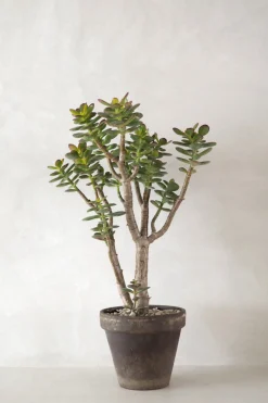 Ørkenplanter Og Knoldplanter^PLANT Crassula