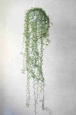 Hængeplanter|Ørkenplanter Og Knoldplanter^PLANT Delfine - Senecio Peregrinus