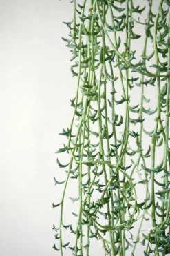 Hængeplanter|Ørkenplanter Og Knoldplanter^PLANT Delfine - Senecio Peregrinus