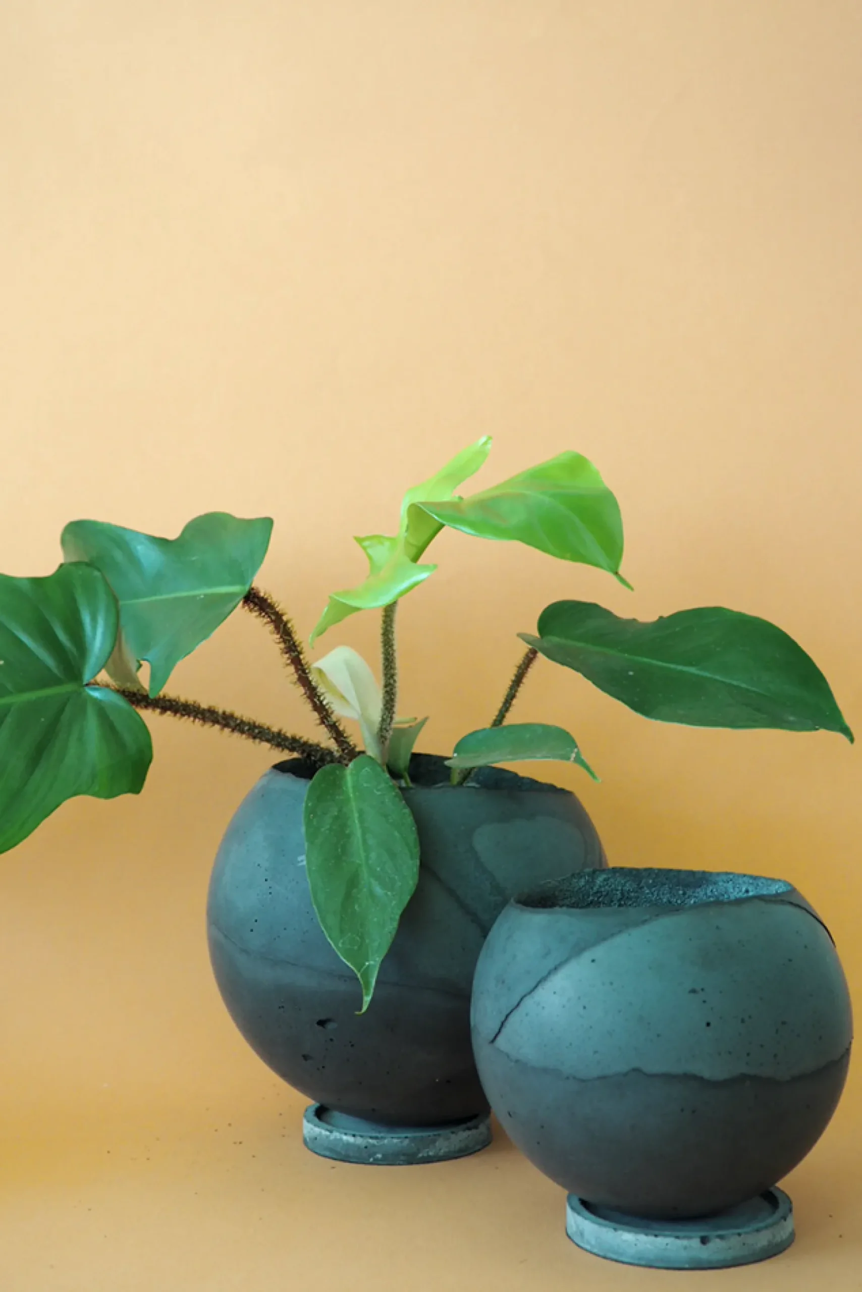 Mellem|Lille^PLANT Dirty Roots - Tau Ceti