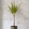 Danskavlede Planter^PLANT Dracena