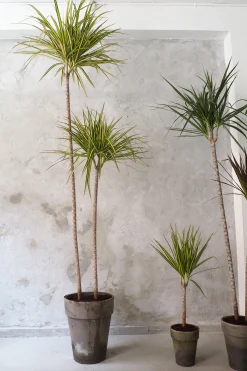Danskavlede Planter^PLANT Dracena