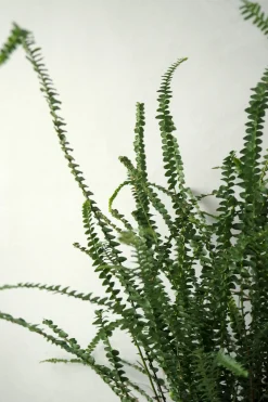 Danskavlede Planter^PLANT Duffy bregne