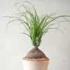 Ørkenplanter Og Knoldplanter^PLANT Elefantfod, medium