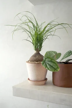 Ørkenplanter Og Knoldplanter^PLANT Elefantfod, medium