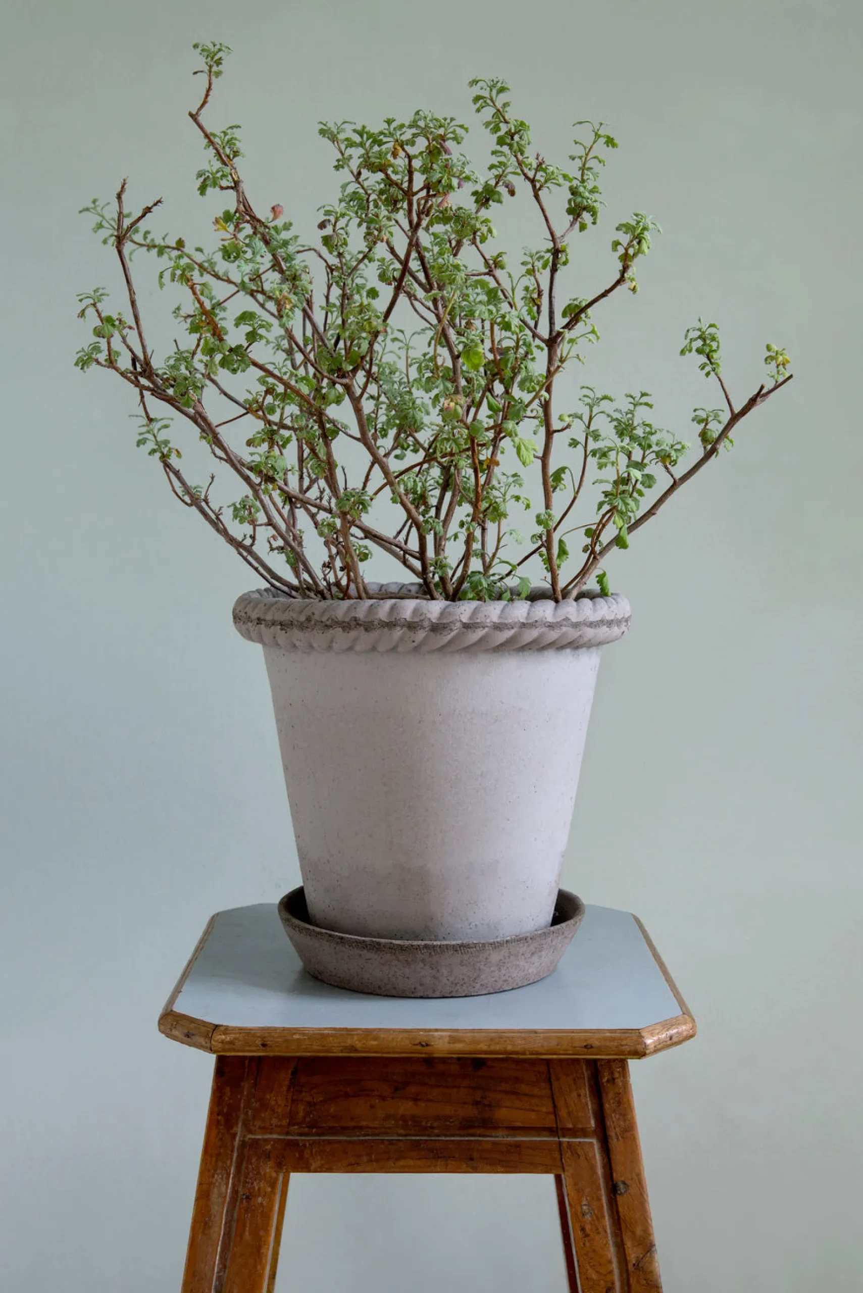 Terrakotta-Krukker|Stor^PLANT Emilia krukke, raw grey