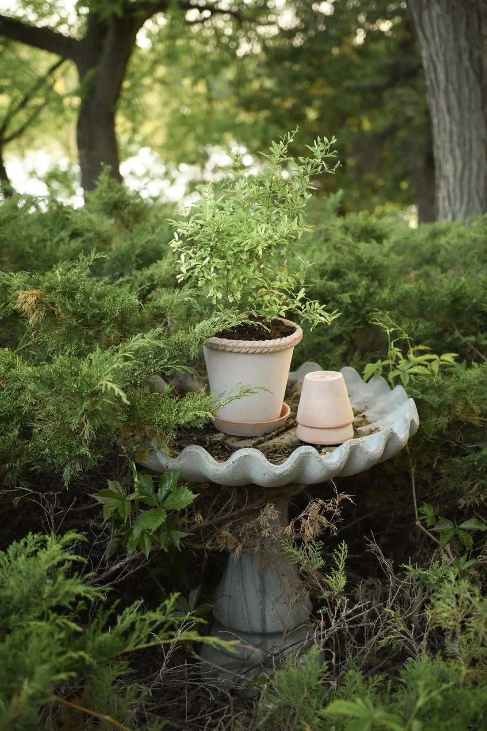 Terrakotta-Krukker|Stor^PLANT Emilia krukke, raw rosa