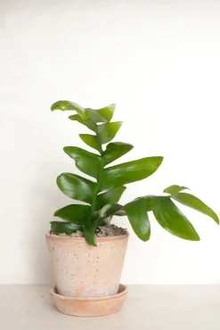 Ørkenplanter Og Knoldplanter^PLANT Epiphyllum chrysocardium