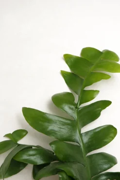 Ørkenplanter Og Knoldplanter^PLANT Epiphyllum chrysocardium