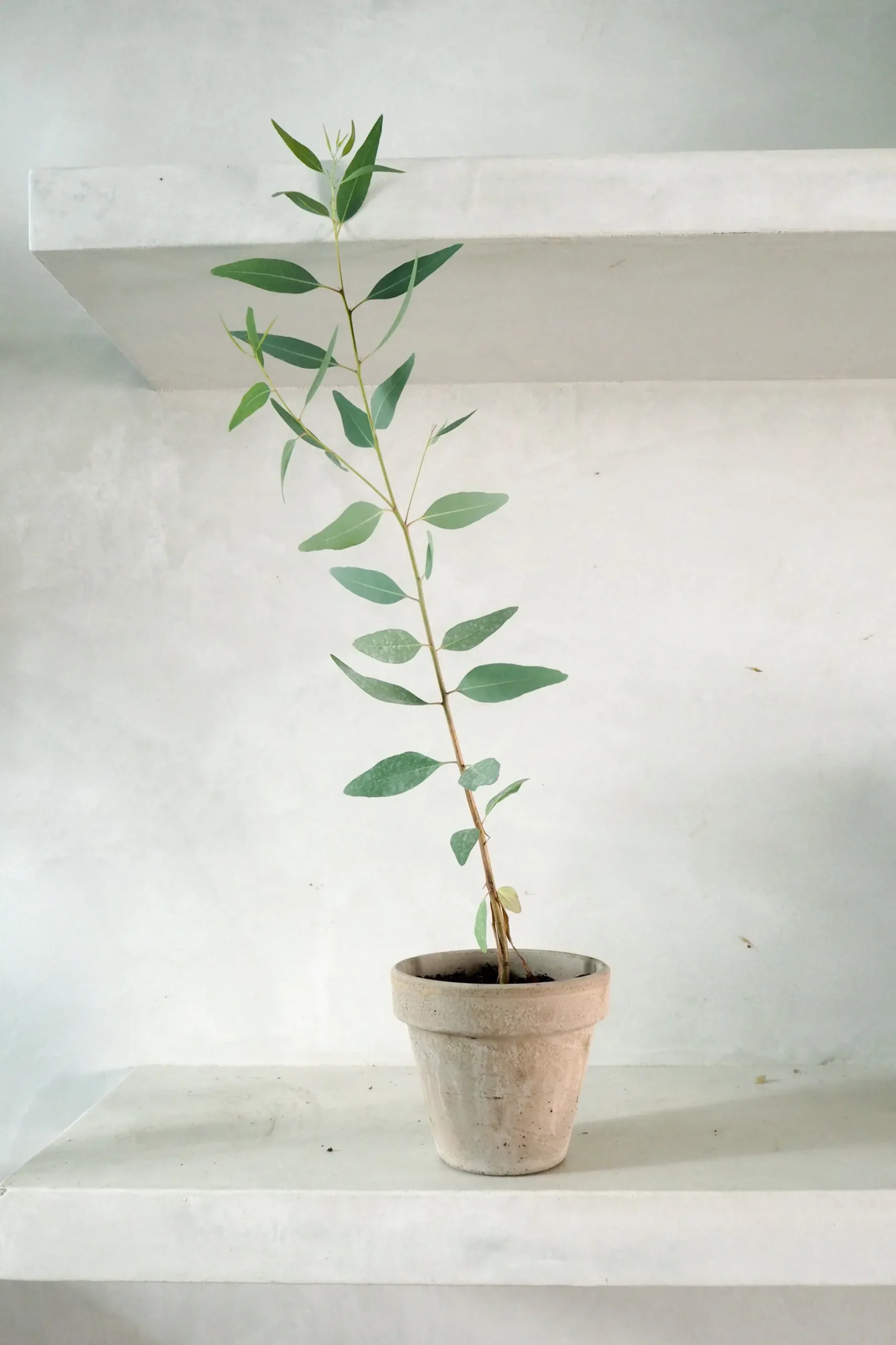 Danskavlede Planter^PLANT Eucalyptus langbladet