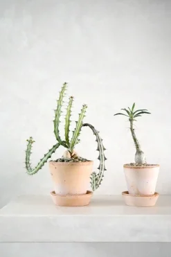 Ørkenplanter Og Knoldplanter^PLANT Euphorbia Knuthii