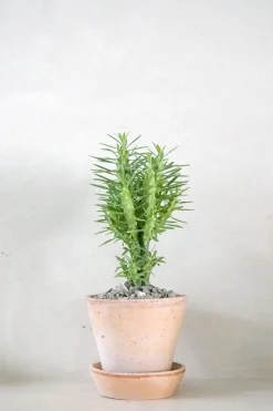 Ørkenplanter Og Knoldplanter^PLANT Euphorbia Loricata
