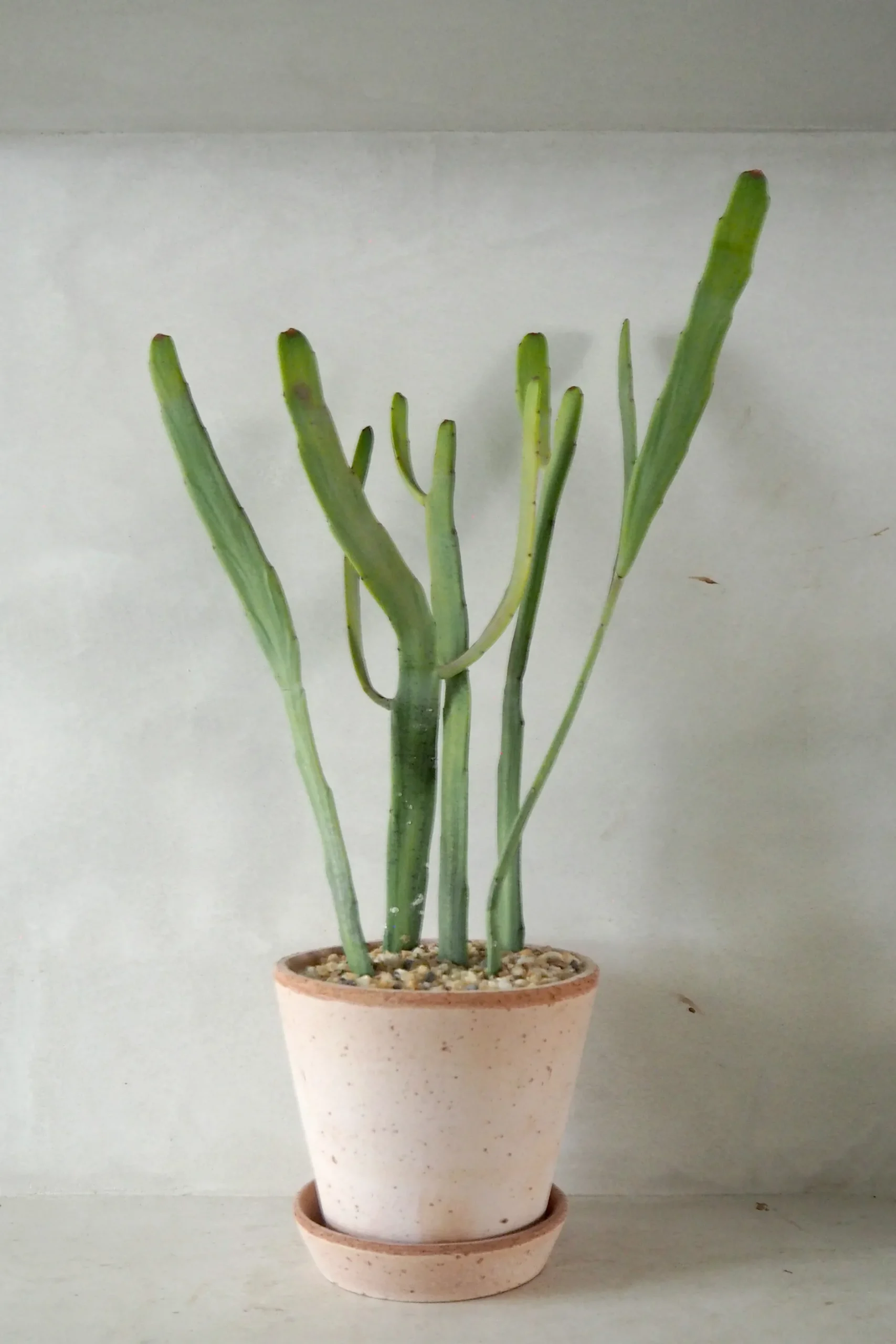 Ørkenplanter Og Knoldplanter|Danskavlede Planter^PLANT Euphorbia Xylophyloides