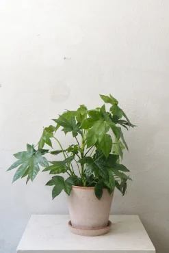 Tropiske Planter^PLANT Fatsia japonica, stor