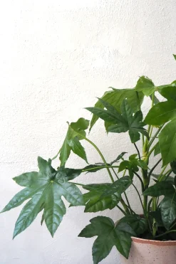 Tropiske Planter^PLANT Fatsia japonica, stor