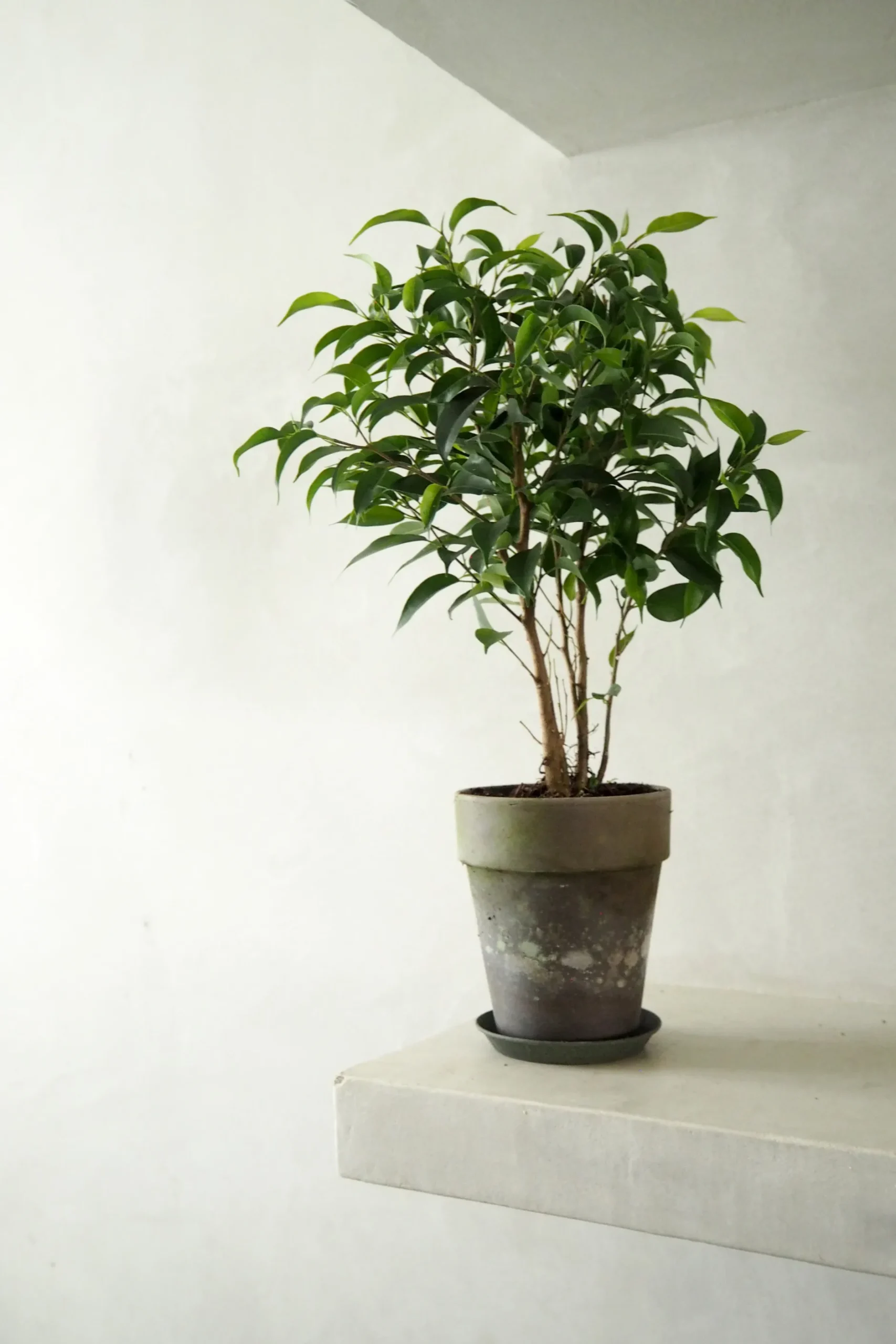 Danskavlede Planter|Tropiske Planter^PLANT Ficus benjamina natasja