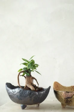Bonsai^PLANT Ficus Bonsai Ginseng, lille