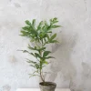 Danskavlede Planter^PLANT Flammetræ