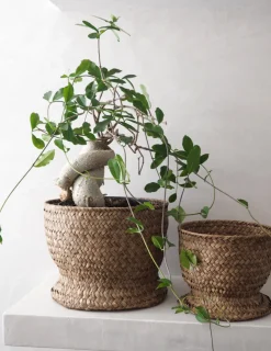 Mellem^PLANT Flet krukke, stor