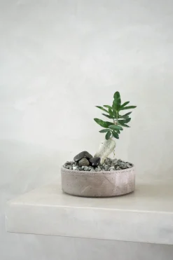 Ørkenplanter Og Knoldplanter^PLANT Fockea Edulis